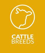 Image result for South African Cattle Breeds
