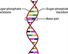 Image result for Plasmid Double-Stranded DNA
