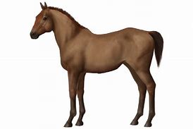 Image result for Sorraia Horse