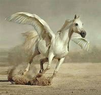 Image result for Real Pegasus Unicorns
