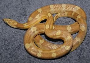 Image result for Amber Corn Snake