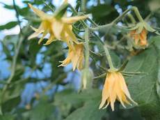 fiori di pomodoro come favorire l impollinazione pomodoro il di fiori di pomodoro come favorire l impollinazione pomodoro il di