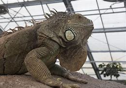 Image result for Big Lizards as Pets