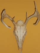 Image result for Deer Jaw Bone Skeleton