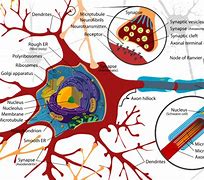Image result for Brain Cell Illustration