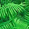 Image result for Botanical Fern Wallpaper