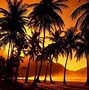 Image result for Tropical Palm Tree Wallpaper