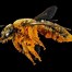 Image result for Bee Alien