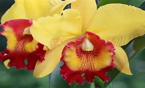Image result for Brazil Orchid
