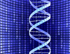 Image result for Double Helix DNA Strand