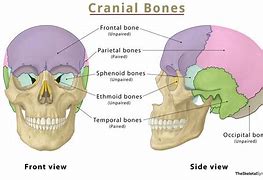 Image result for 8 Bones of the Skull