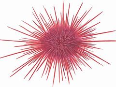 Image result for Sea Urchin Clip Art