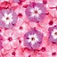 Image result for Flower Background iPod