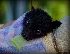 Image result for Cute Baby Bats