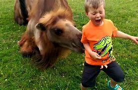 Image result for Funny Baby Zoo Animals