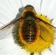 Image result for Bee Like Bugs