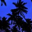 Image result for Palm Tree Wallpaper