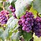 Image result for Pretty Grapes