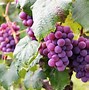 Image result for Grape Vine Varieties
