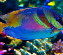 Image result for Fishy On Me 1 Hour
