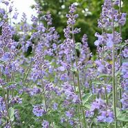Image result for Nepeta racemosa walkers low