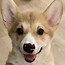 Image result for Funny Corgi Memes