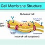 Image result for Components of Cell PPT