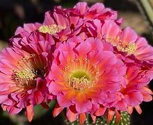 Image result for Most Common Desert Plants