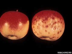 Image result for Apple Iron Deficiency
