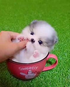 Awww so Cute Little white Fluffy Puppy [Video] | Cute baby animals, Cute dogs, Cute fluffy dogs