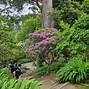 Risultato immagine per Rhododendron ponticum