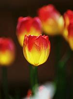 Image result for Tulipa Suncatcher