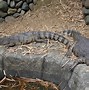 Image result for New Guinea Crocodile