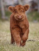 Image result for Cute Cow Desktop Wallpaper