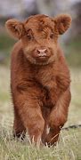 Image result for Adorable Baby Cow