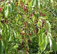 Image result for Mountain Black Cherry Tree