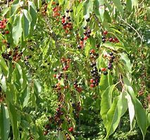 Image result for North American Black Cherry Tree