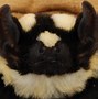 Image result for Bats of the World