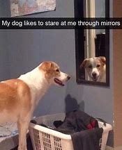 Image result for Confused Dog Meme Mirror