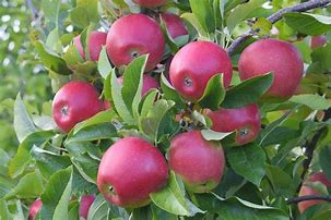 Image result for Washington State Apple Varieties