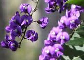 Image result for Arizona High Elevation Wildflowers