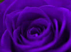 Image result for iPhone 11 Rose Lavender