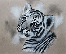 Image result for Tiger Cub Drawing