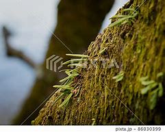 Image result for Limb Covered in Preserved Moss Indoor