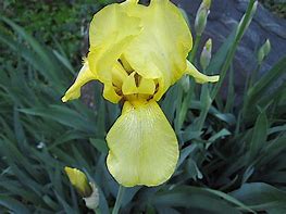Image result for Iris Harvest of Memories (Germanica-Group)