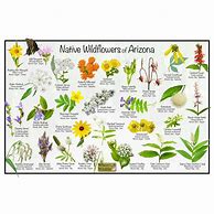 Image result for Arizona Wildflowers Guide