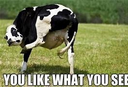 Image result for Dating Cow Meme
