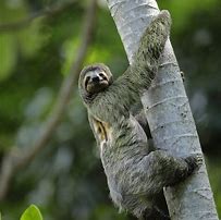 Image result for Sloth Photography