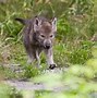 Image result for Timber Wolf Dog Breed