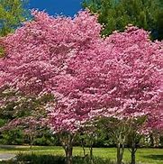 Image result for Pink Dogwood Trees